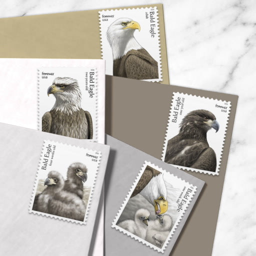 2026 Bald Eagle