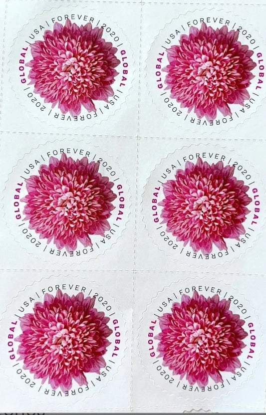 2020 Global Pink Chrysanthemum International