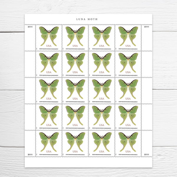 2025 Luna Moth