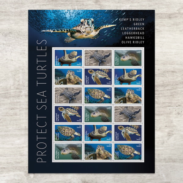 2024 Protect Sea Turtles
