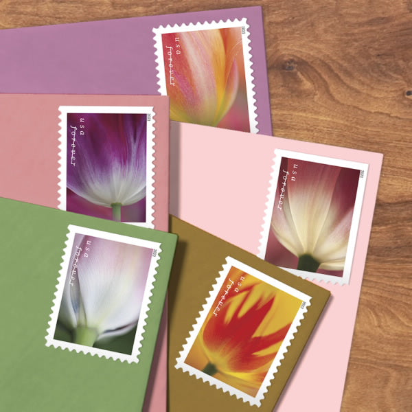 2023 Tulip Blossoms