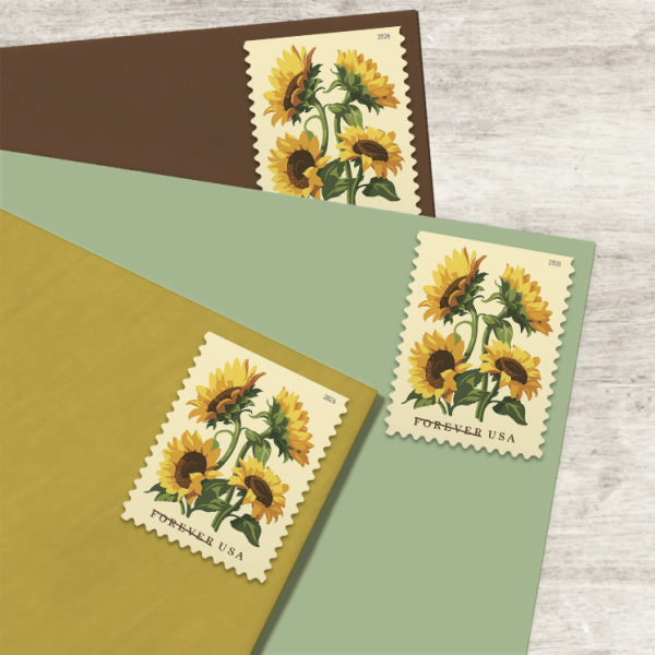 2026 Sunflowers