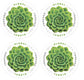 Global Green Succulent (2017)